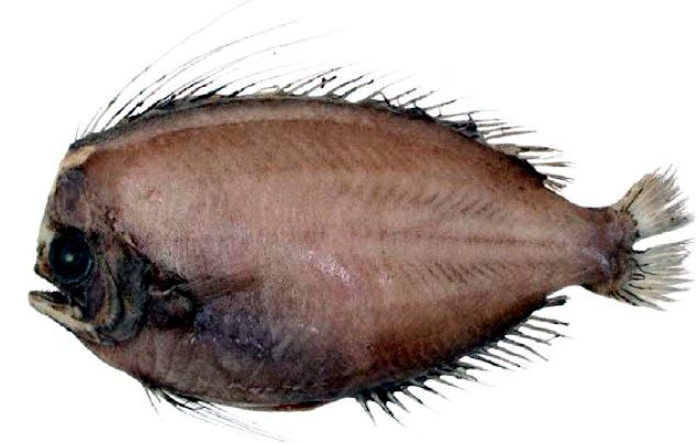 Paracaristius maderensis_002